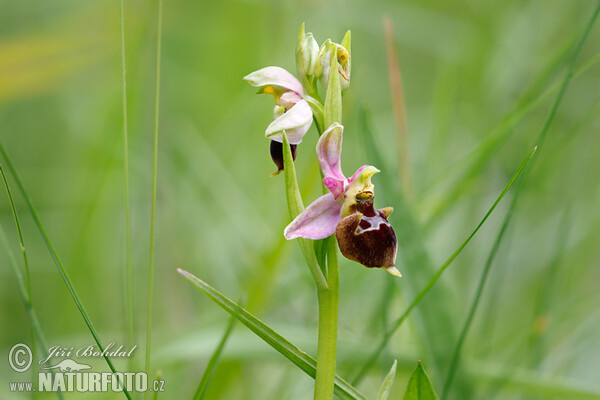 Orchid (Ophrys holoserica subsp. holubyana)