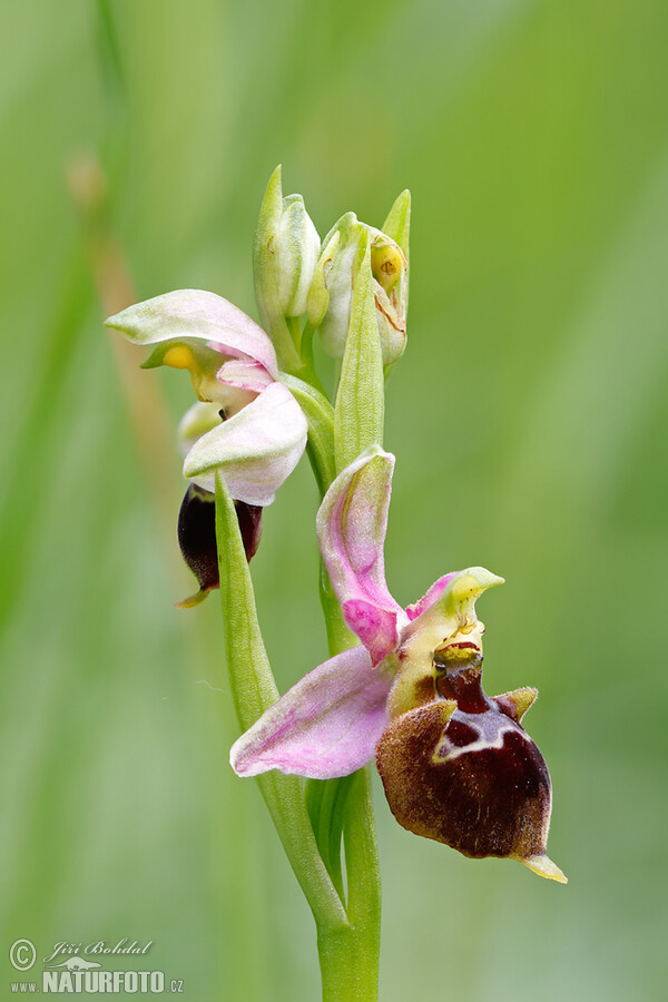 Orchid (Ophrys holoserica subsp. holubyana)