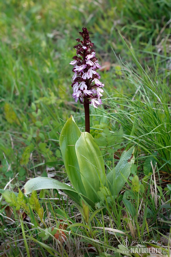 Orchide maggiore
