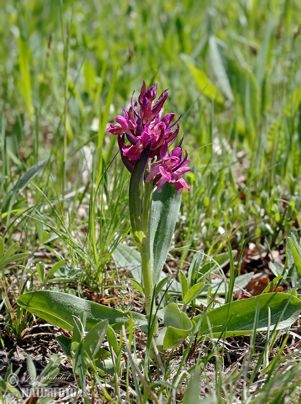 Orchide sambucina