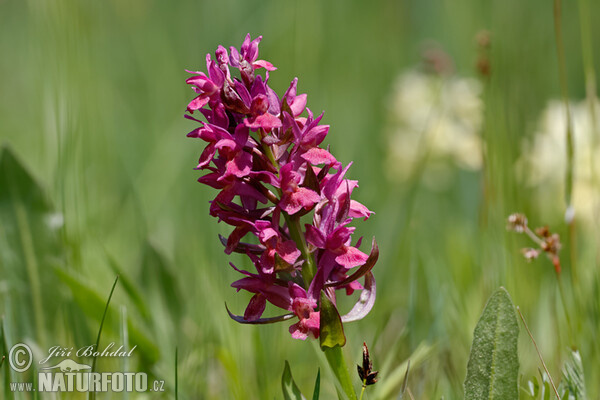 Orchide sambucina