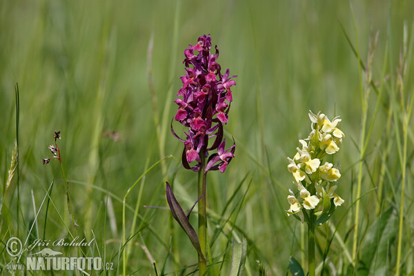 Orchide sambucina
