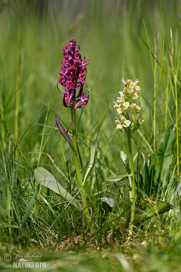 Orchide sambucina