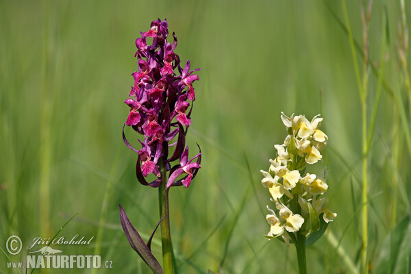 Orchide sambucina