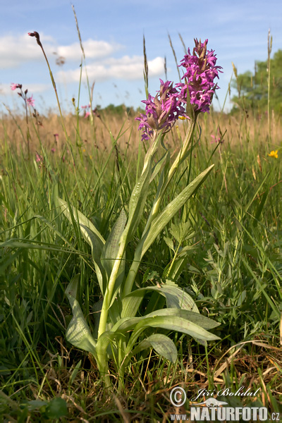 Orchidea di maggio