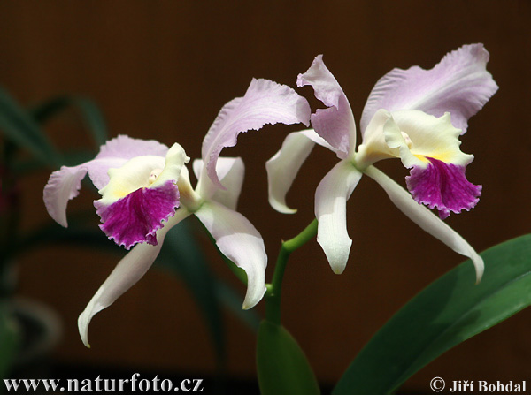 Orchidea sp.