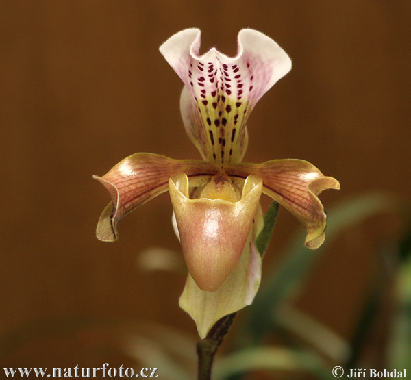 Orchidea sp.