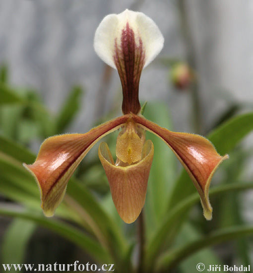 Orchidea sp.