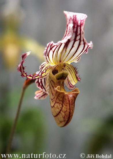 Orchidea sp.