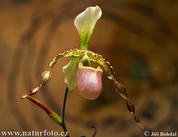 Orchidea sp.