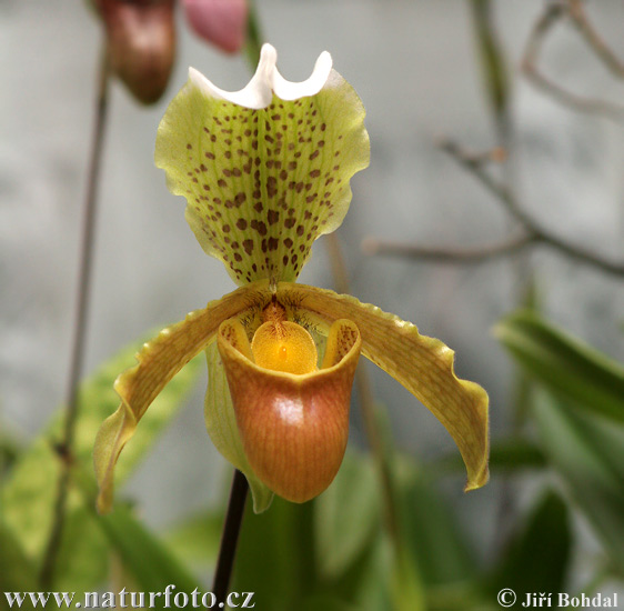 Orchidea sp.
