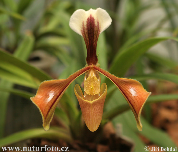 Orchidea sp.