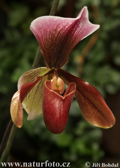 Orchidea sp.