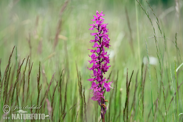 Orchis mascula subsp. speciosa