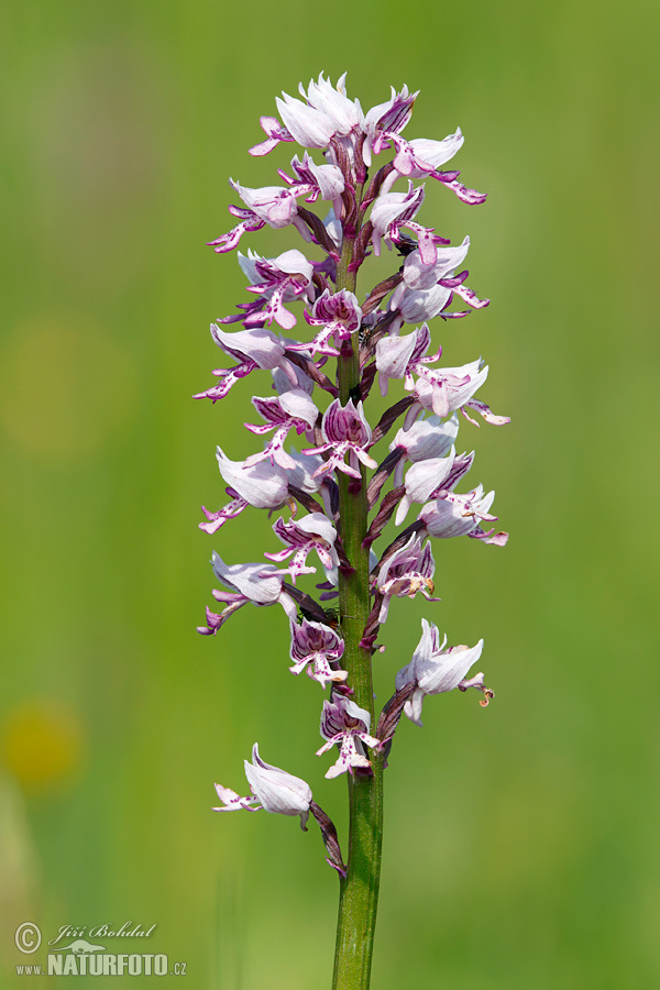 Orchis militaris