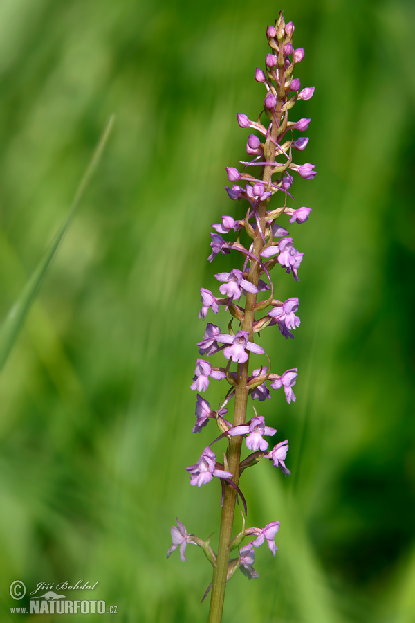 Orchis moucheron