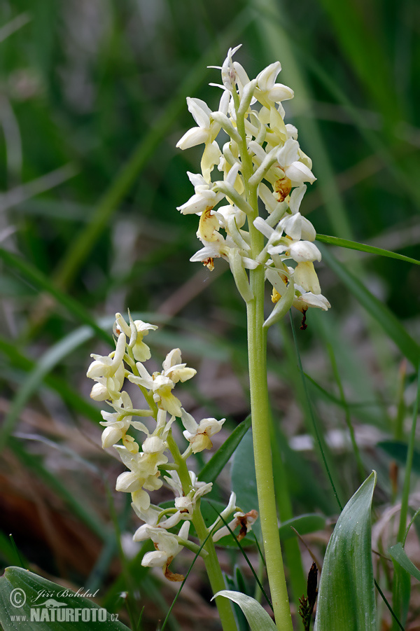 Orchis pallens