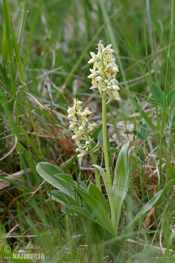 Orchis pallens