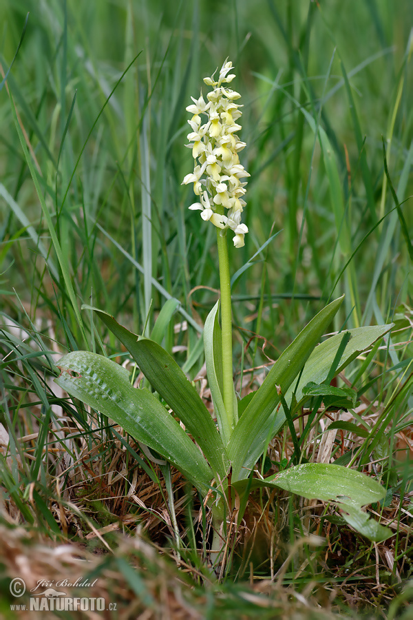 Orchis pallens