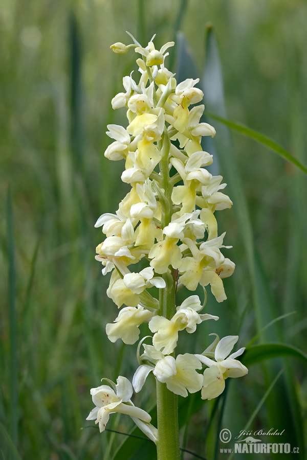 Orchis pallens