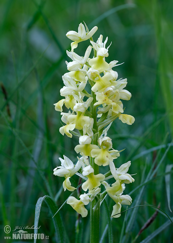 Orchis pallens