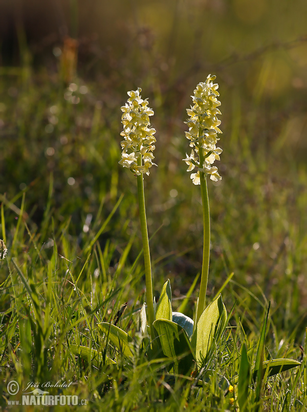 Orchis pallens