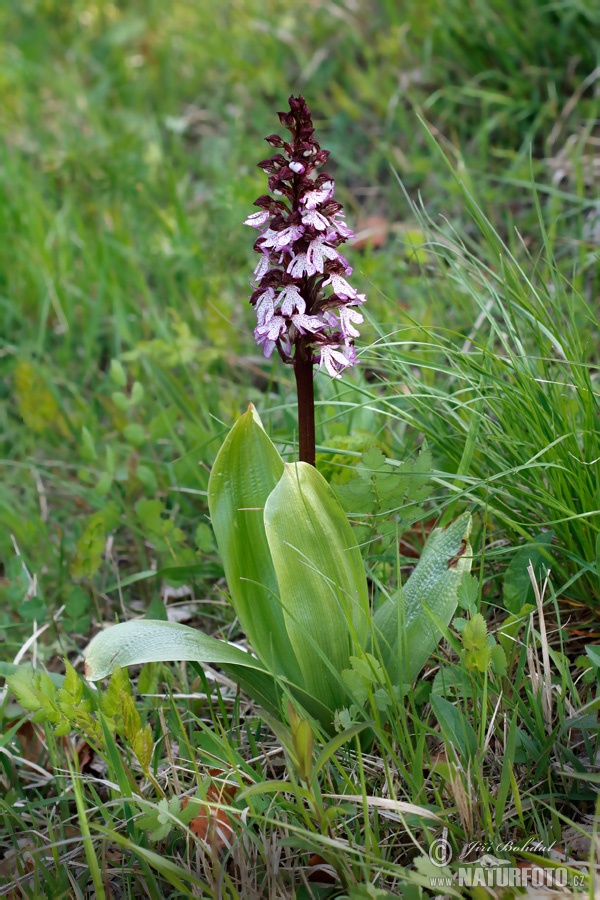 Orchis pourpre