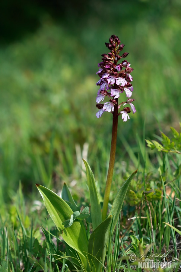 Orchis pourpre