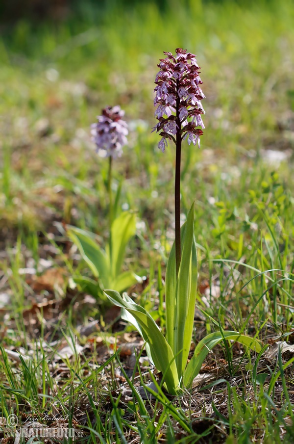 Orchis pourpre