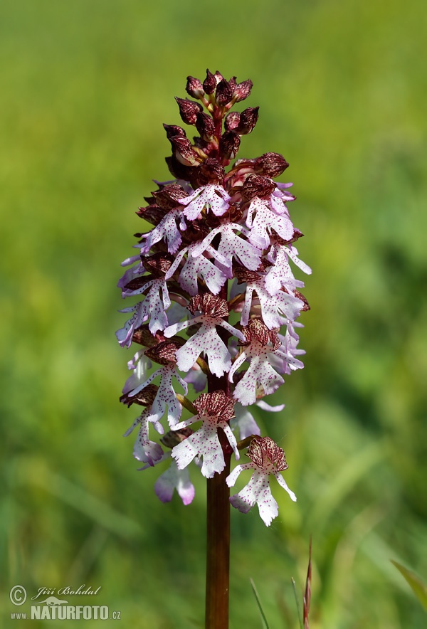 Orchis purpurea