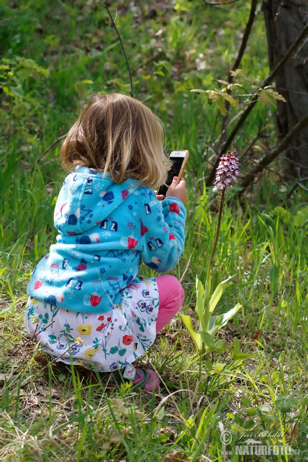 Orchis purpurea