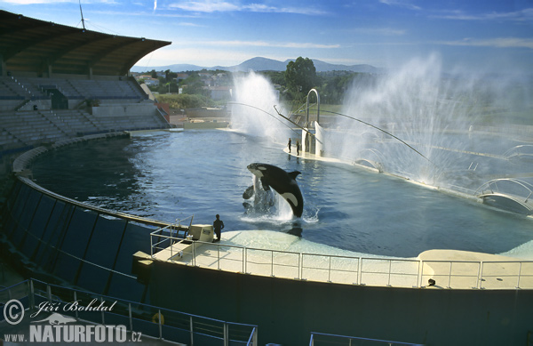 Orcinus orca