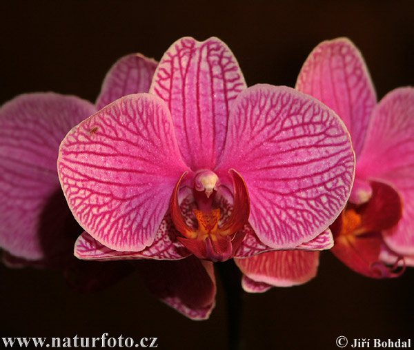 Orkidéfamilien