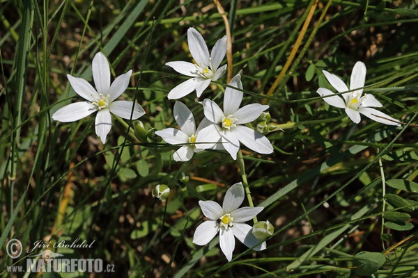 Ornithogalum kochii