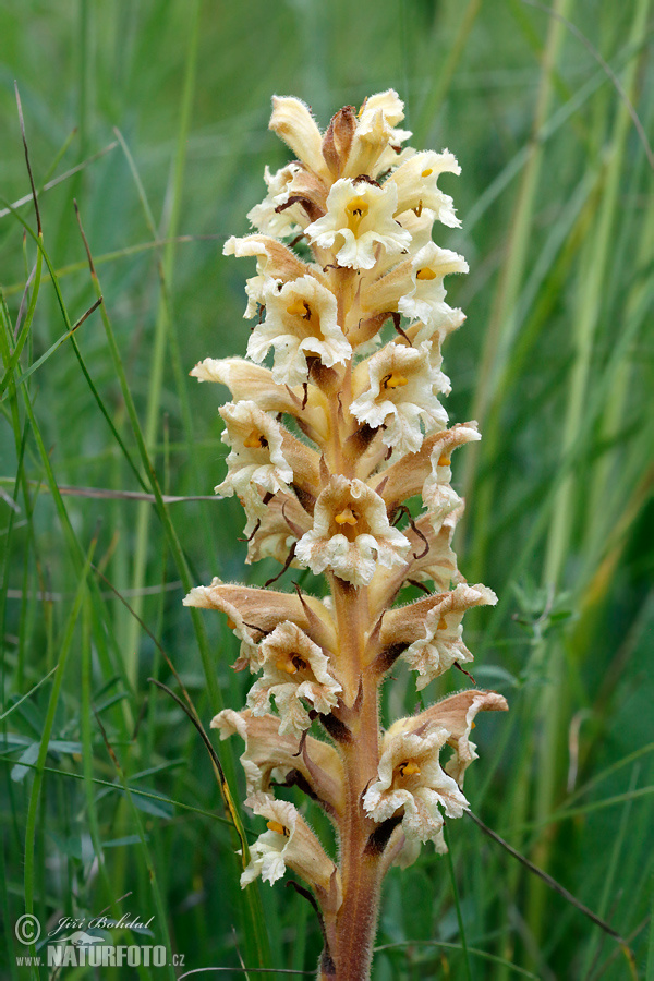 Orobanche lutea