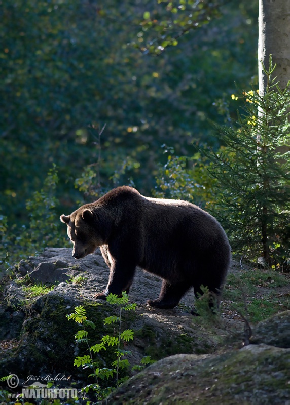 Orso bruno