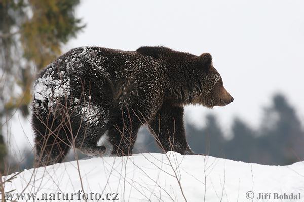 Orso bruno