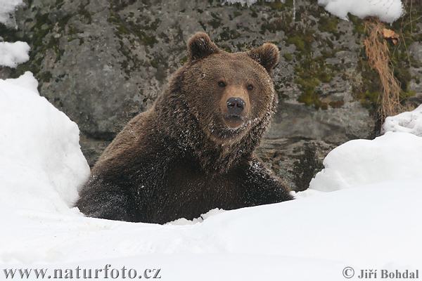 Orso bruno