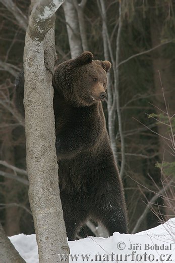 Orso bruno