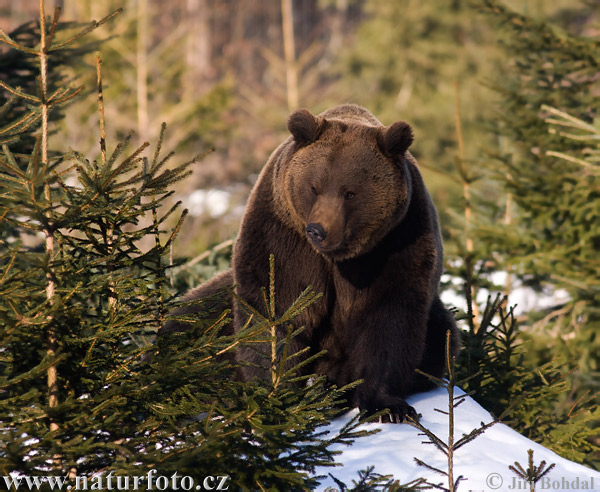 Orso bruno