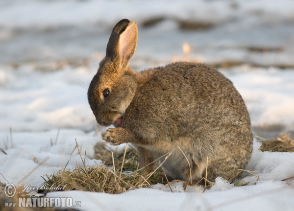 Oryctolagus cuniculus