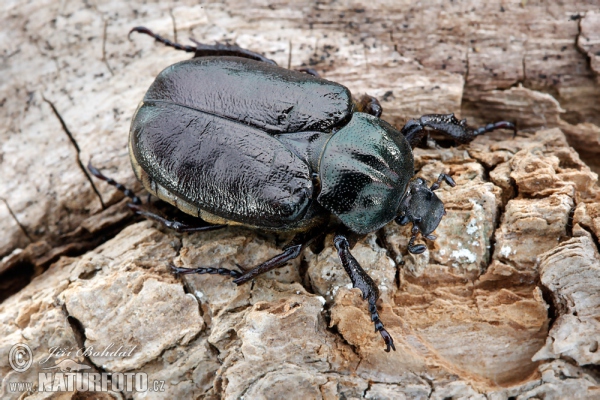 Osmoderma barnabita