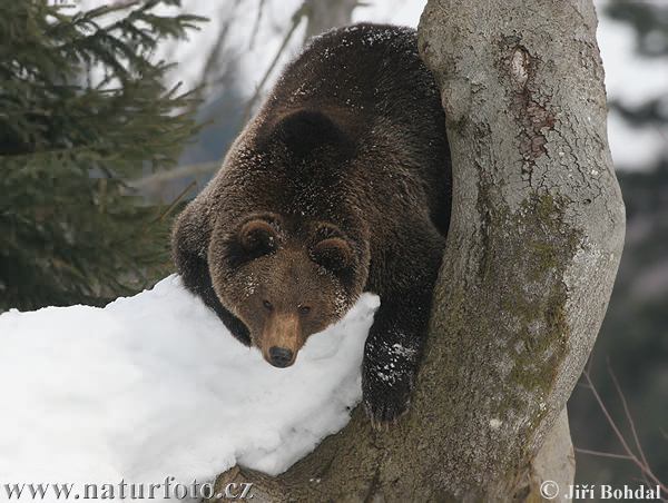 Oso pardo