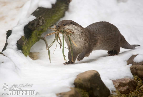 Otter (Lutra lutra)