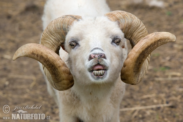 Ouessant Sheep (Ovis orientalis aries Ouessant)