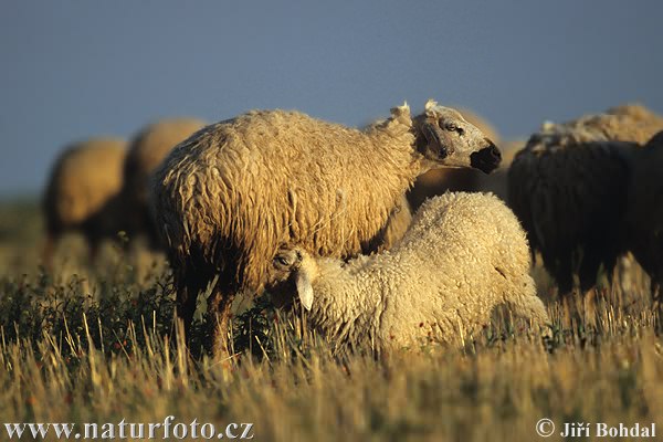 Ovis aries