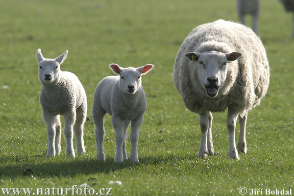 Ovis aries