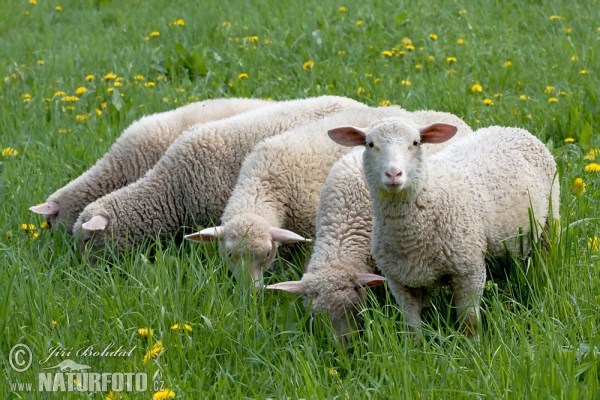 Ovis aries