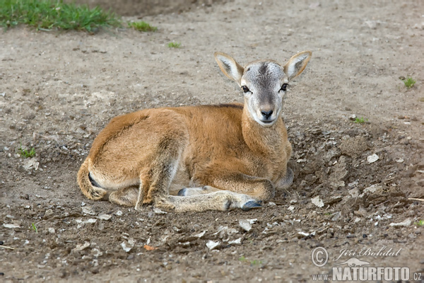 Ovis musimon