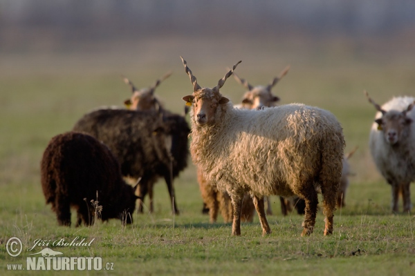 Ovis orientalis aries